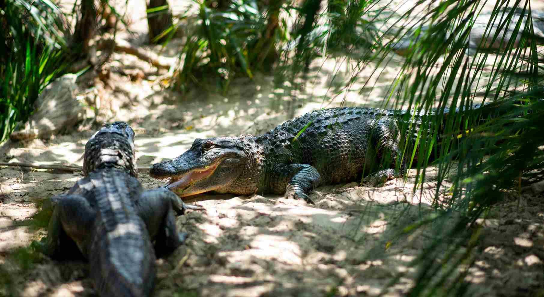 gulf breeze zoo