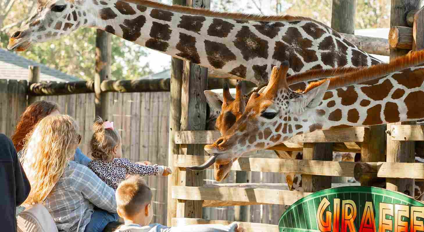 gulf breeze zoo 